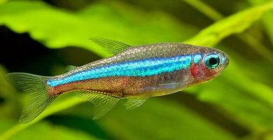 Pez Tetra Neón Verde